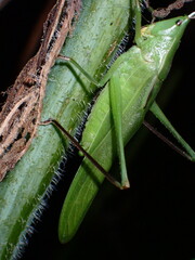 Neoconocephalus nebrascensis