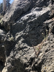 Carlquistia muirii