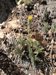 Carlquistia muirii