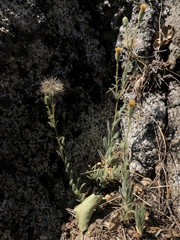 Carlquistia muirii
