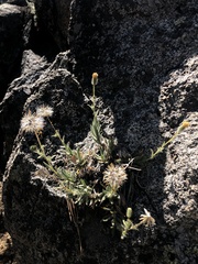 Carlquistia muirii