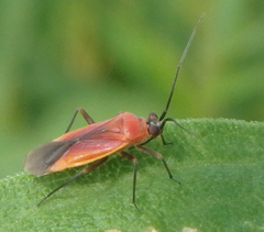 Lopidea instabilis
