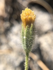 Carlquistia muirii