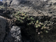 Carlquistia muirii