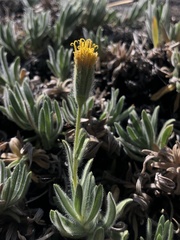 Carlquistia muirii