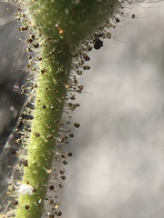 Carlquistia muirii