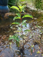 Cephalanthus tetrandra