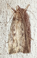 Thopeutis forbesellus