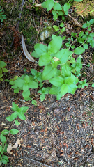 Whipplea modesta