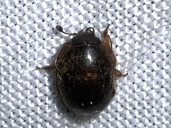 Amphicrossus