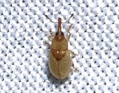 Notolomus basalis