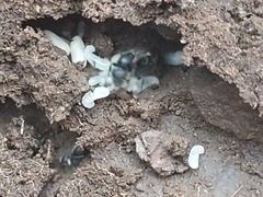 Camponotus mina