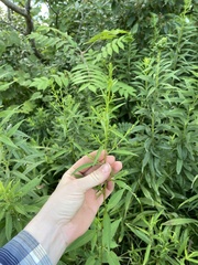 Symphyotrichum urophyllum