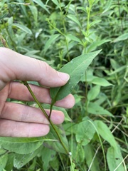 Symphyotrichum urophyllum