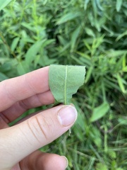 Symphyotrichum urophyllum