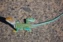 Collared Lizard photo 3