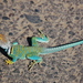Eastern Collared Lizard - Photo (c) Carly Foreback, some rights reserved (CC BY-NC-SA), uploaded by Carly Foreback