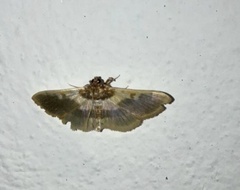 Apilocrocis