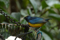 Euphonia fulvicrissa