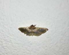 Apilocrocis