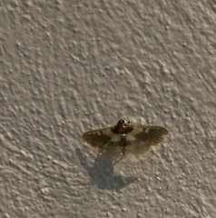 Apilocrocis