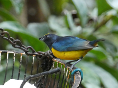 Euphonia fulvicrissa