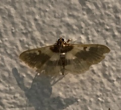 Apilocrocis