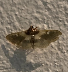 Apilocrocis