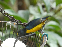 Euphonia fulvicrissa