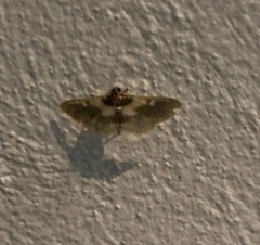 Apilocrocis