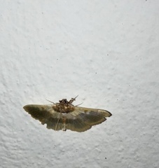 Apilocrocis