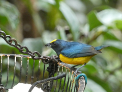 Euphonia fulvicrissa