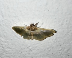 Apilocrocis