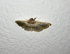 Apilocrocis