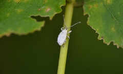 Myllocerus undecimpustulatus