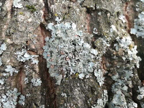 diskovka (Parmelia)