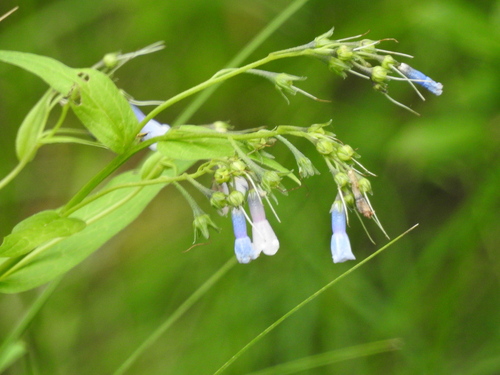 Image of Mertensia franciscana by (c) Rachel Stringham, some rights reserved (CC BY)