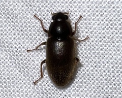 Pelonomus obscurus