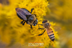 Xylocopa tabaniformis orpifex