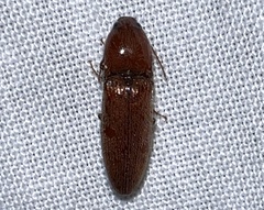 Melanotus morosus