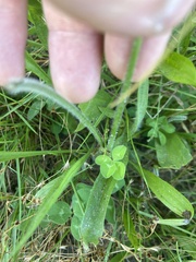 Trifolium pratense