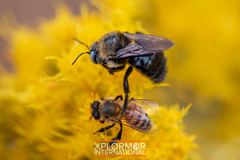 Xylocopa tabaniformis orpifex