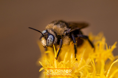 Xylocopa tabaniformis orpifex