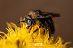 Xylocopa tabaniformis orpifex