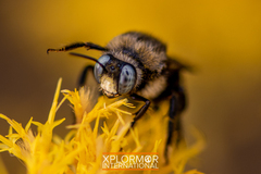 Xylocopa tabaniformis orpifex