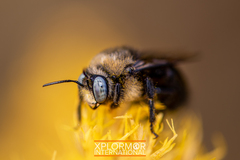 Xylocopa tabaniformis orpifex