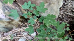 Ribes pulchellum