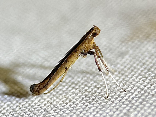 Sassafras Caloptilia Moth photo 2