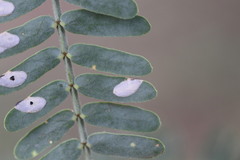 Insara elegans