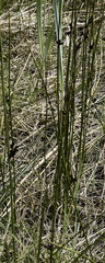 Juncus haenkei